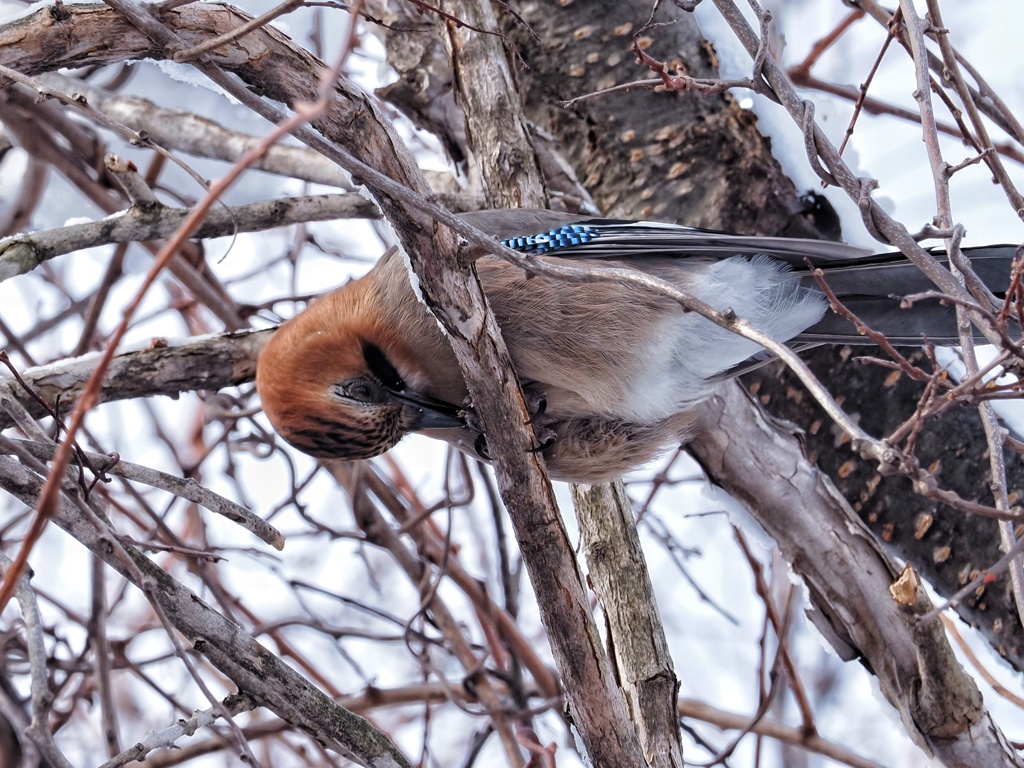 カケフくん(笑)