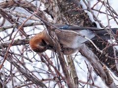 カケフくん(笑)