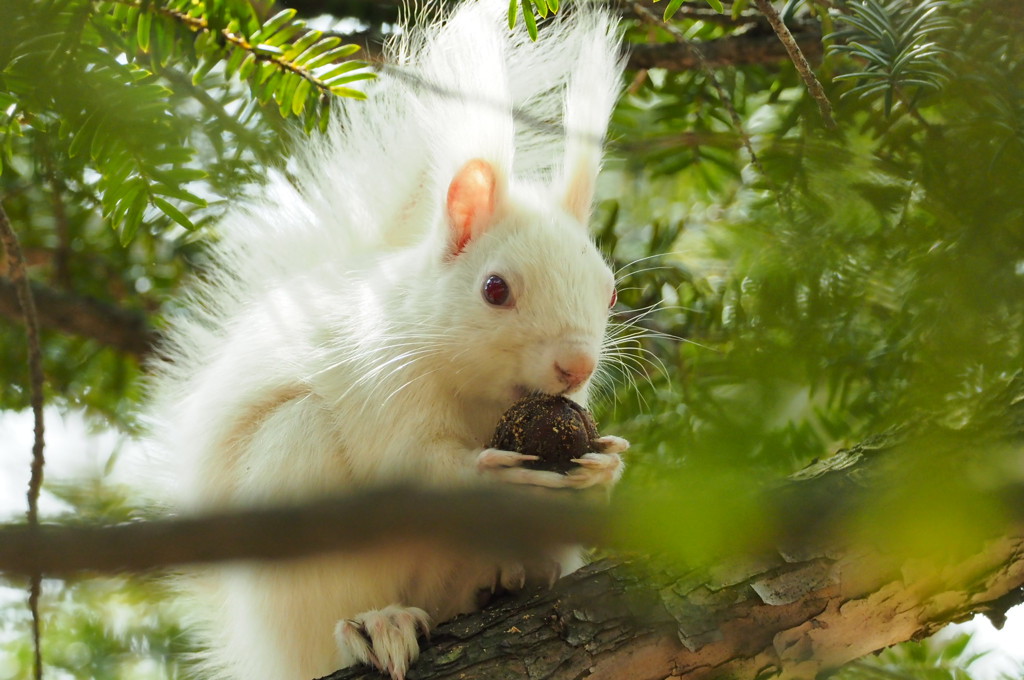 久しぶり白ちゃん