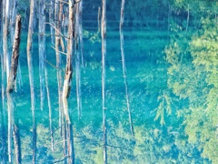 青い池