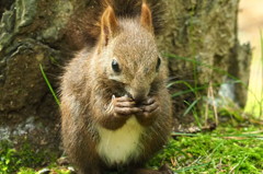 子リスくん大きくなりました。