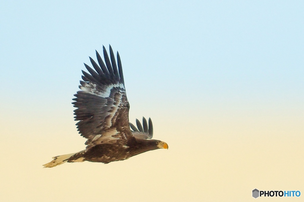 オジロ 優雅な舞い