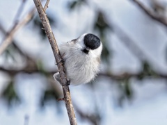 ハシブトカラくん