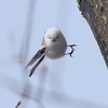 シマエナガ