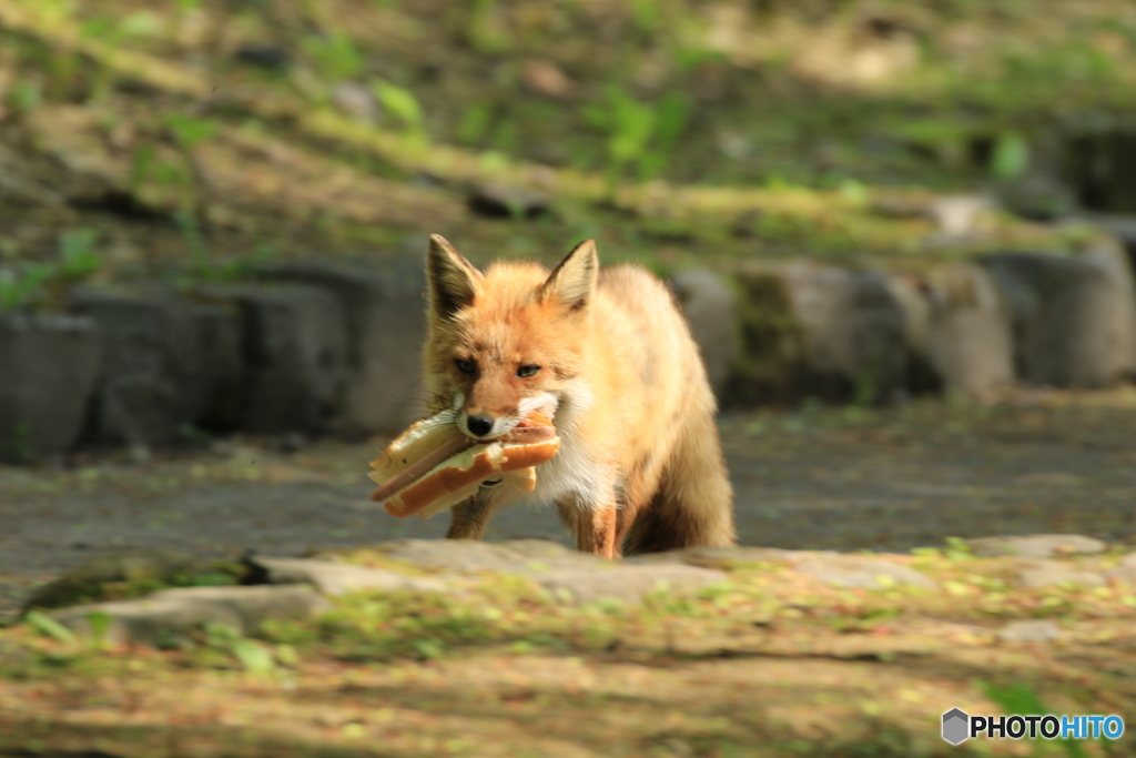 今日も一生懸命 餌を運んでます！見たことある食べ物ですが…