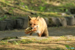 今日も一生懸命 餌を運んでます！見たことある食べ物ですが…