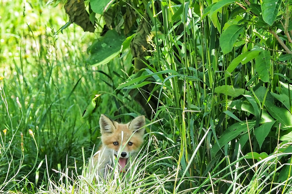 お見送り これが最後の姿 。お前達が大人になり子育てしてる頃 また会いに来ます