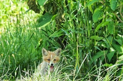 お見送り これが最後の姿 。お前達が大人になり子育てしてる頃 また会いに来ます