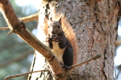 リスの幼稚園