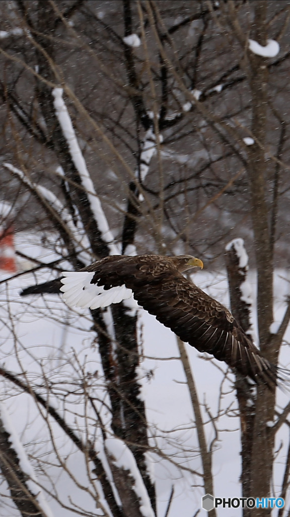 オジロに遭遇！