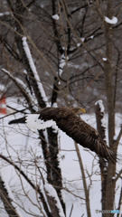 オジロに遭遇！