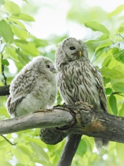 エゾフクロウ親子