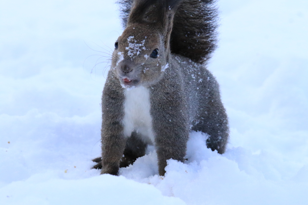 ヨｯ ことヨロ！