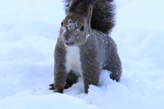 ヨｯ ことヨロ！