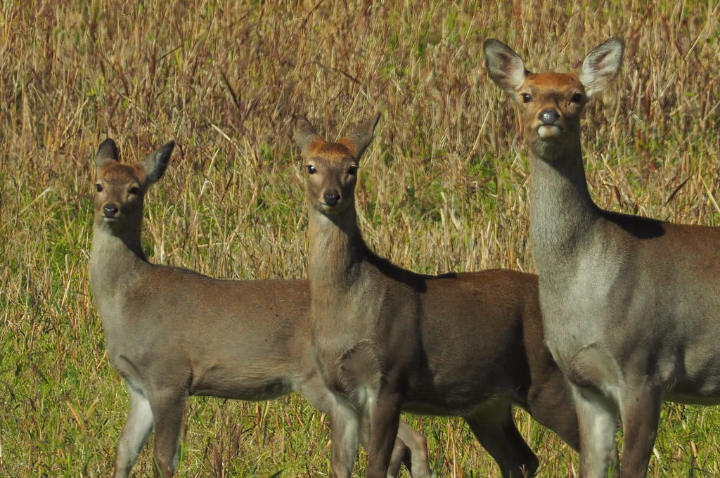 音威子府 ガン見なあなた方