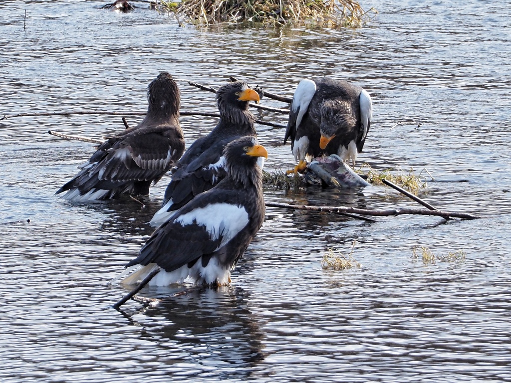 親分が食べ終わるまで待ちます