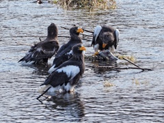 親分が食べ終わるまで待ちます