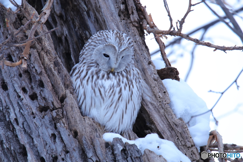 エゾリス君に悩むフクおじちゃん❗(笑)