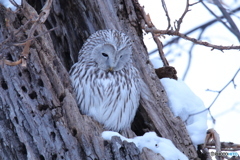 エゾリス君に悩むフクおじちゃん❗(笑)