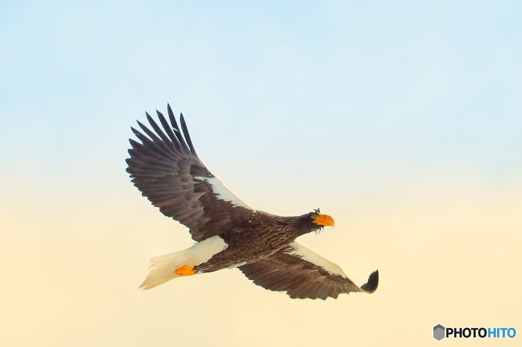 オオワシの楽園