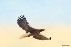 オオワシの楽園