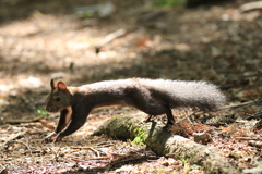 エゾリス君にも会って来ました。