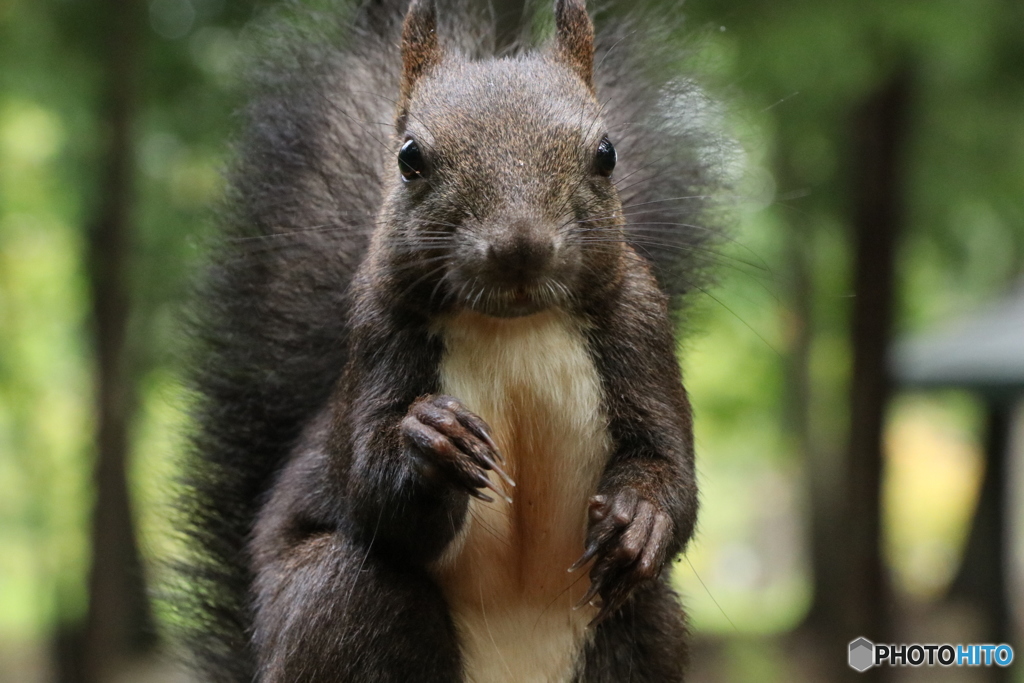 エゾリスの楽園
