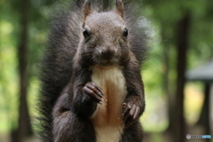 エゾリスの楽園