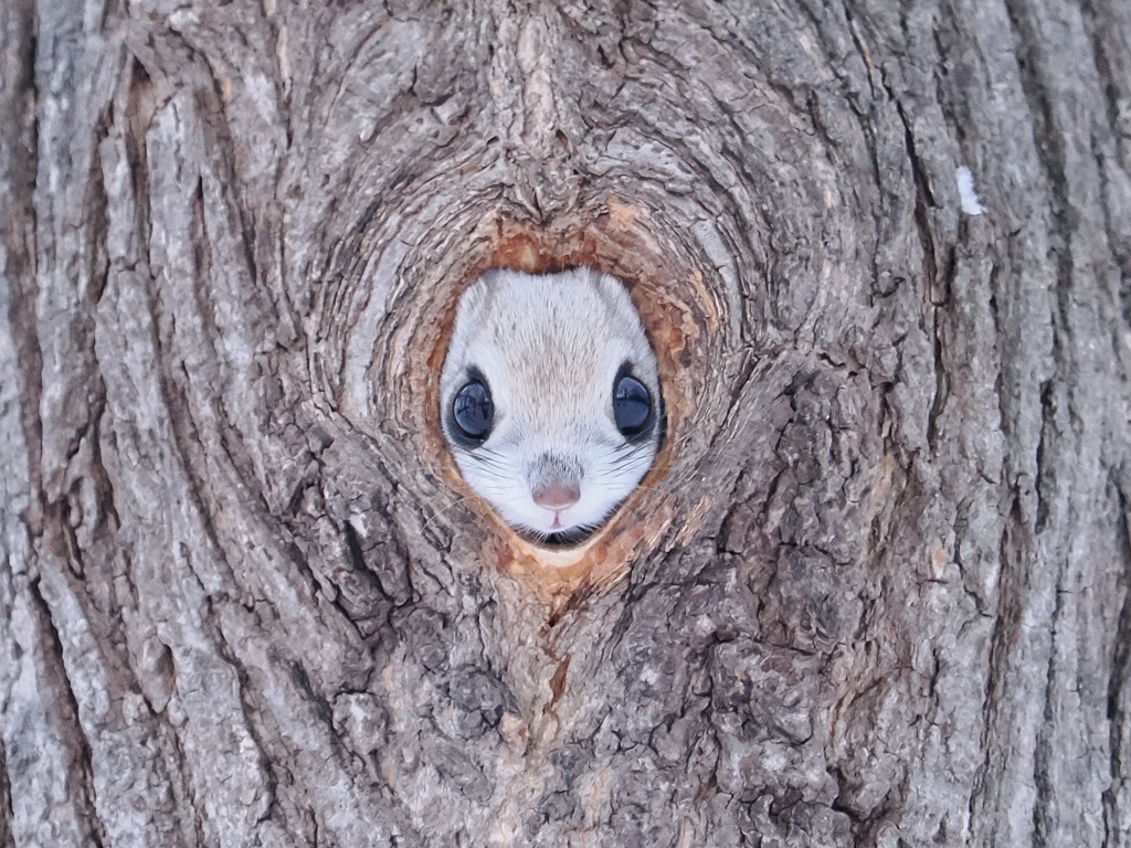 モモ