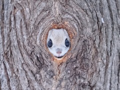 モモ
