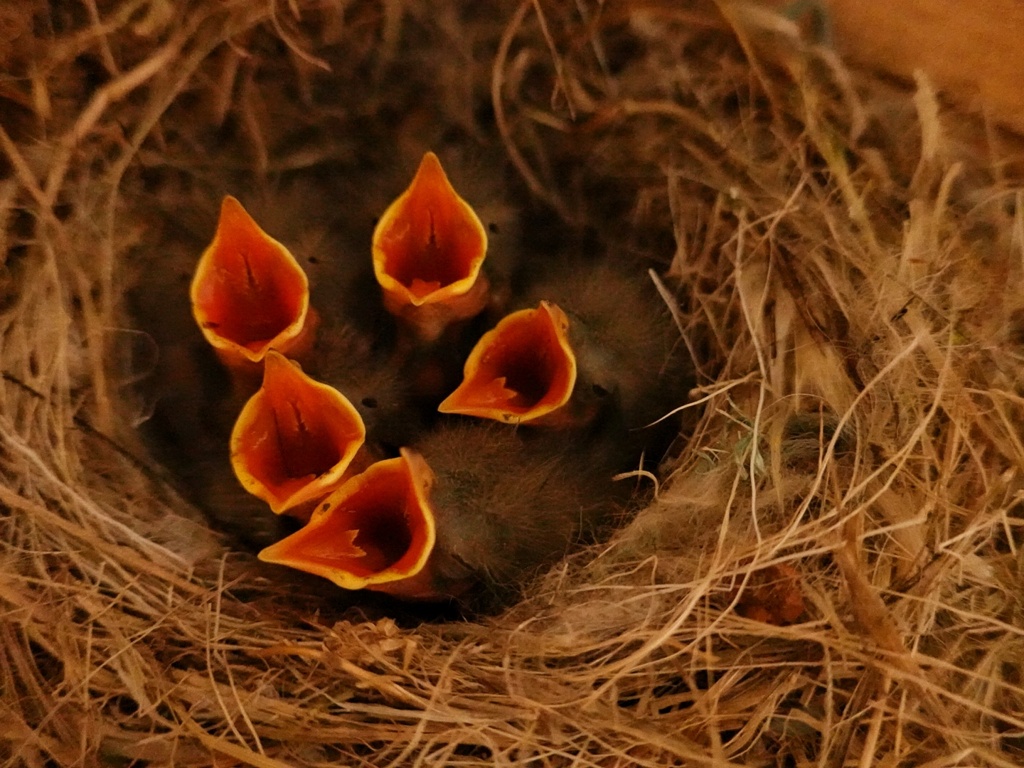 セキレイ五つ子ちゃん