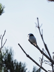 美瑛 エナちゃん