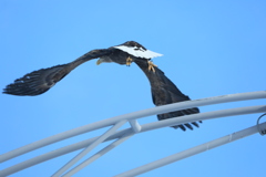 旭川は 何でもいるね～(笑)