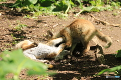 子同士遊んでる！
