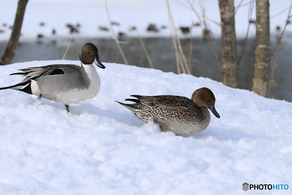 お散歩ですか？