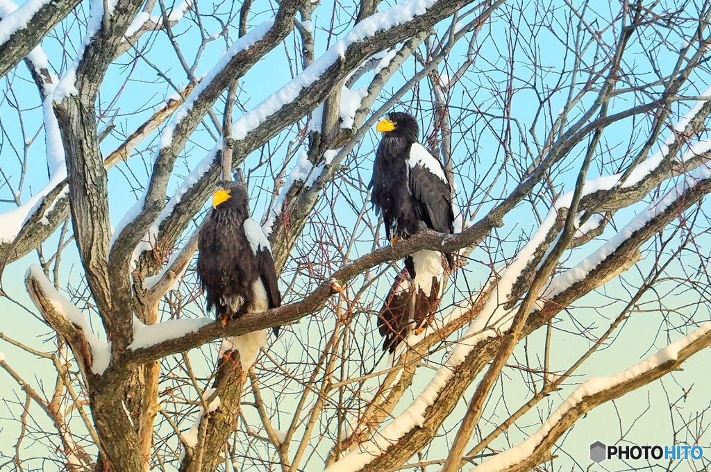 オオワシの楽園