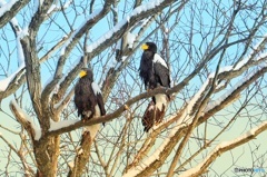 オオワシの楽園