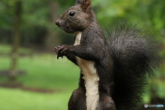 エゾリスの楽園
