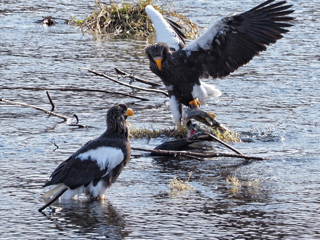 アキアジを食らう