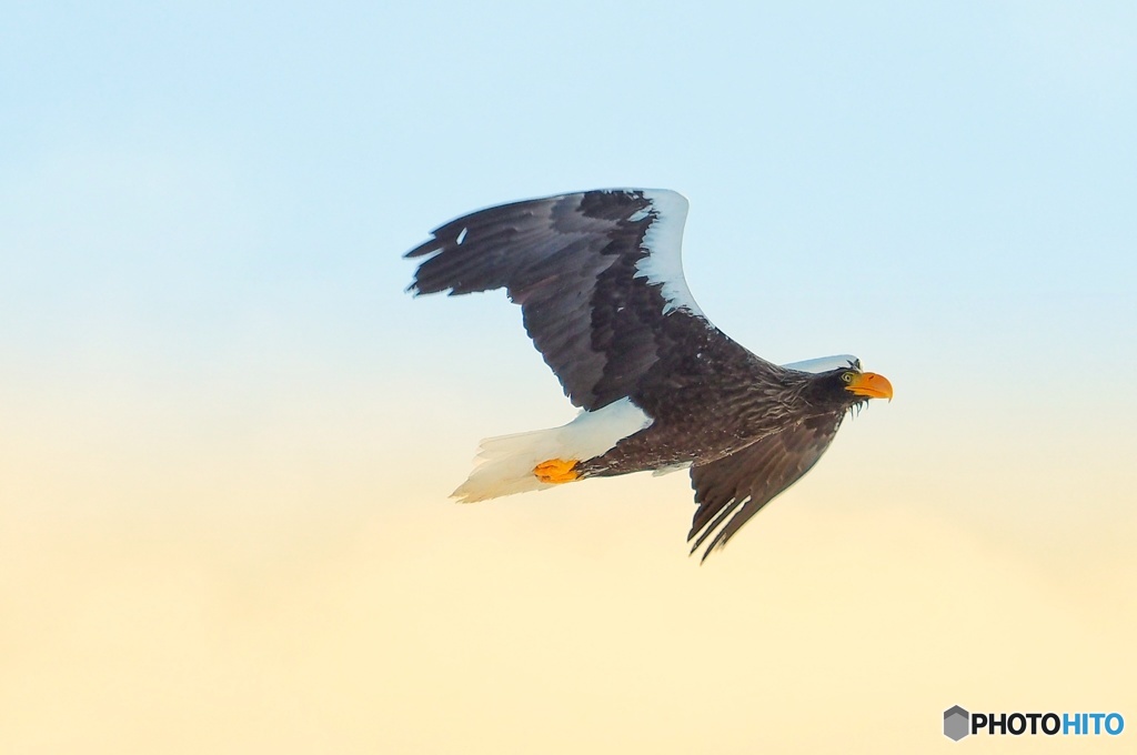オオワシの楽園
