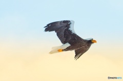 オオワシの楽園