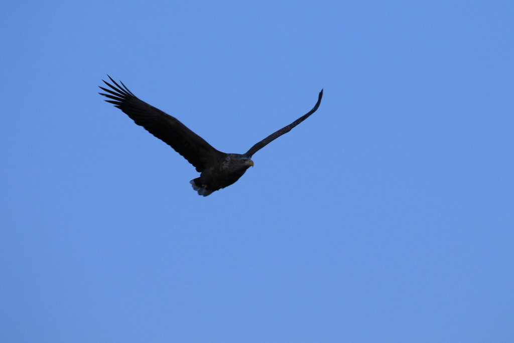 さすがに おおわしは いなかった。