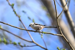 エナちゃん 青い池