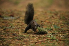 松ぼっくりとプロレス！