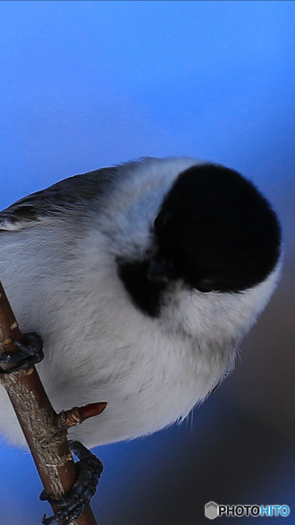 チビッ子ギャング❗