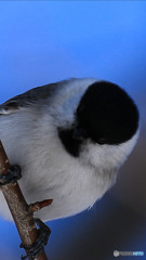 チビッ子ギャング❗