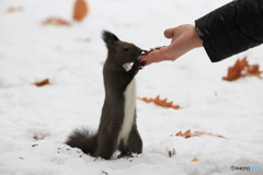 とりあえず野生です。(笑)