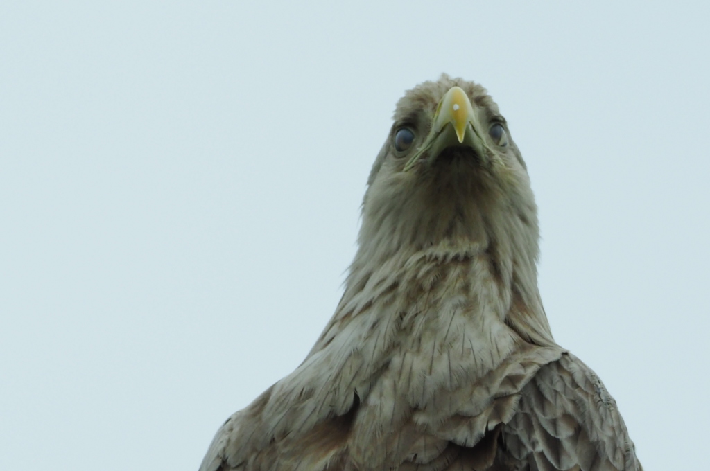 オジロ上から目線！