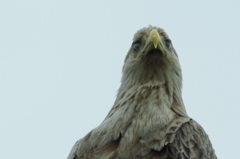 オジロ上から目線！