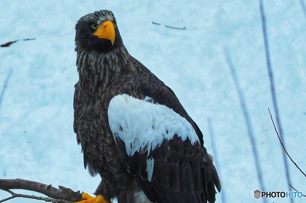 オオワシ 早く流氷来ないかな～